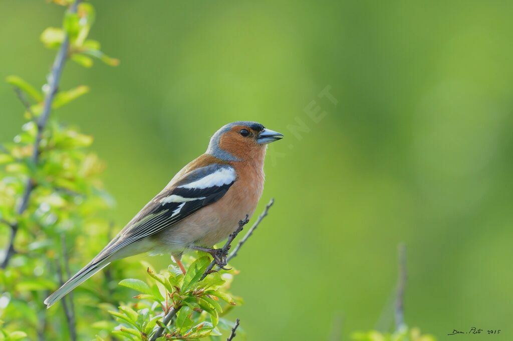 Common Chaffinch