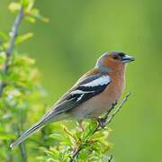 Eurasian Chaffinch