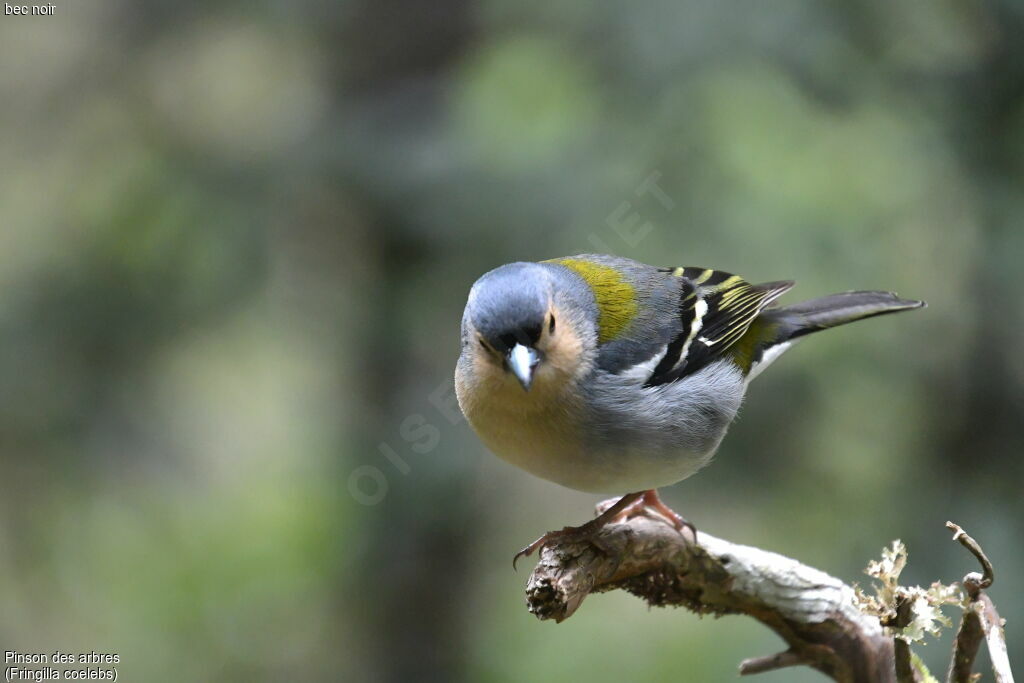 Common Chaffinch male