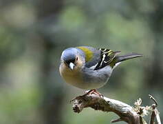 Eurasian Chaffinch