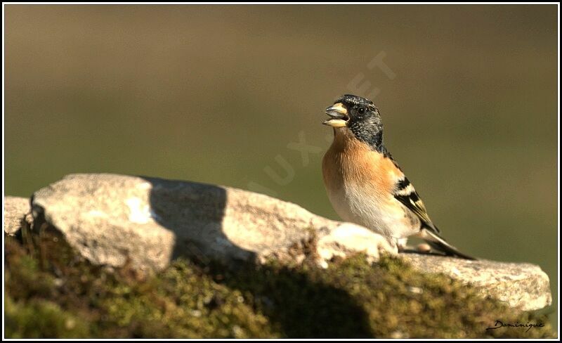 Brambling male