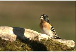 Brambling