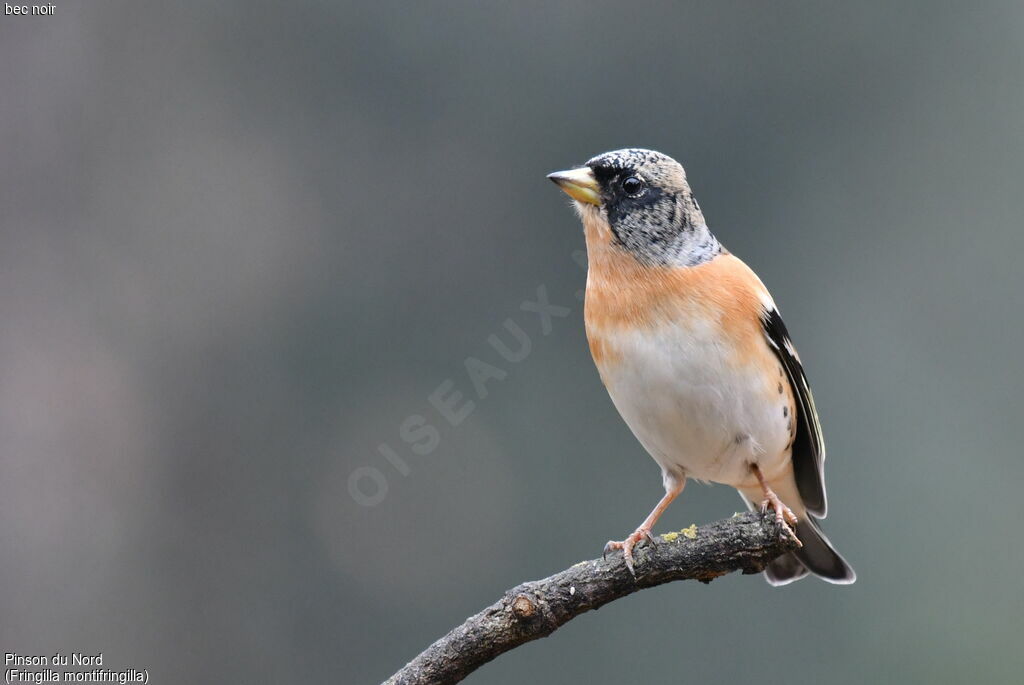 Brambling