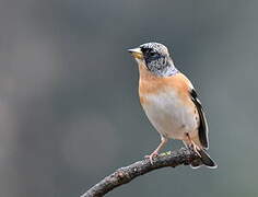 Brambling