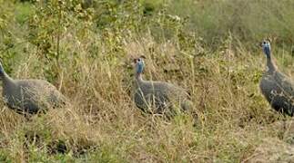 Helmeted Guineafowl