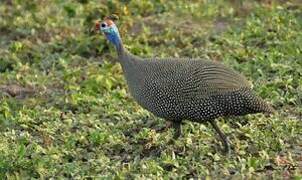 Helmeted Guineafowl