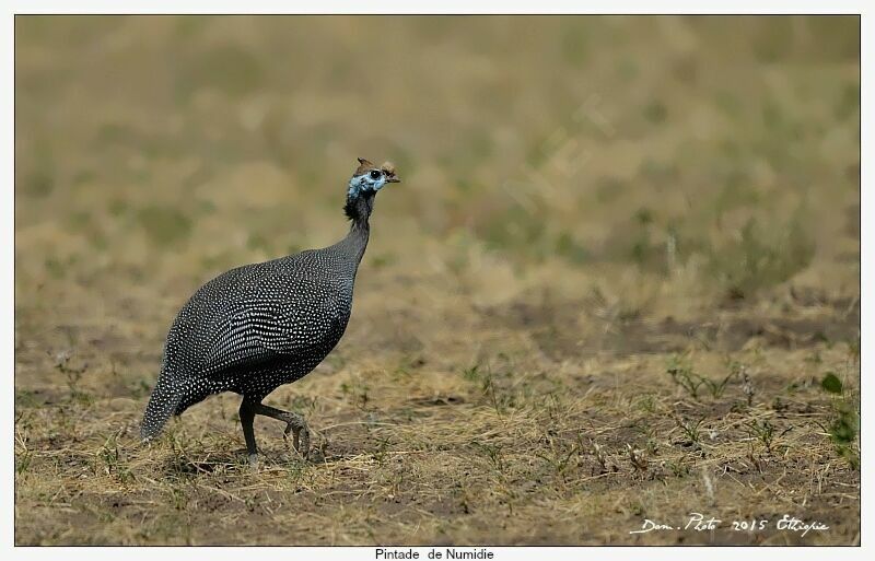 Helmeted Guineafowl