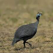 Helmeted Guineafowl