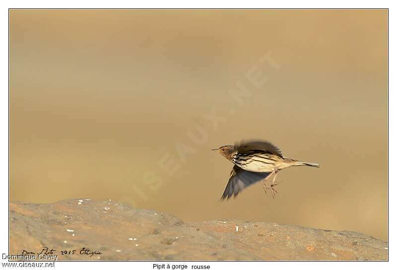 Pipit à gorge rousseadulte, Vol