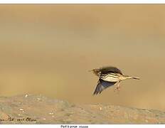 Red-throated Pipit