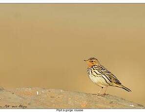 Pipit à gorge rousse