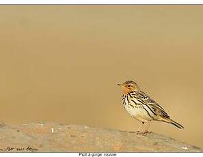 Pipit à gorge rousse