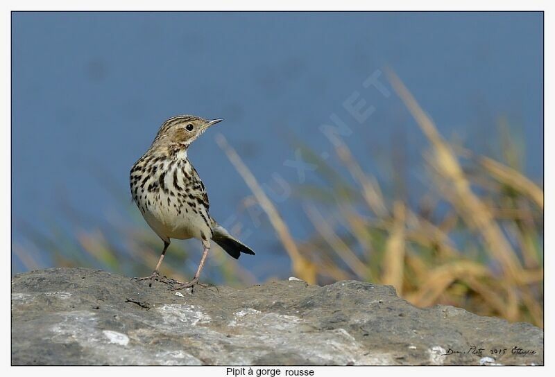 Pipit à gorge rousse