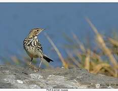 Red-throated Pipit