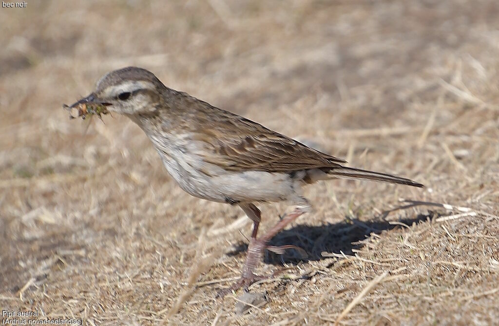 New Zealand Pipit