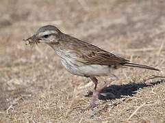 New Zealand Pipit