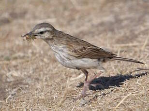 Pipit austral