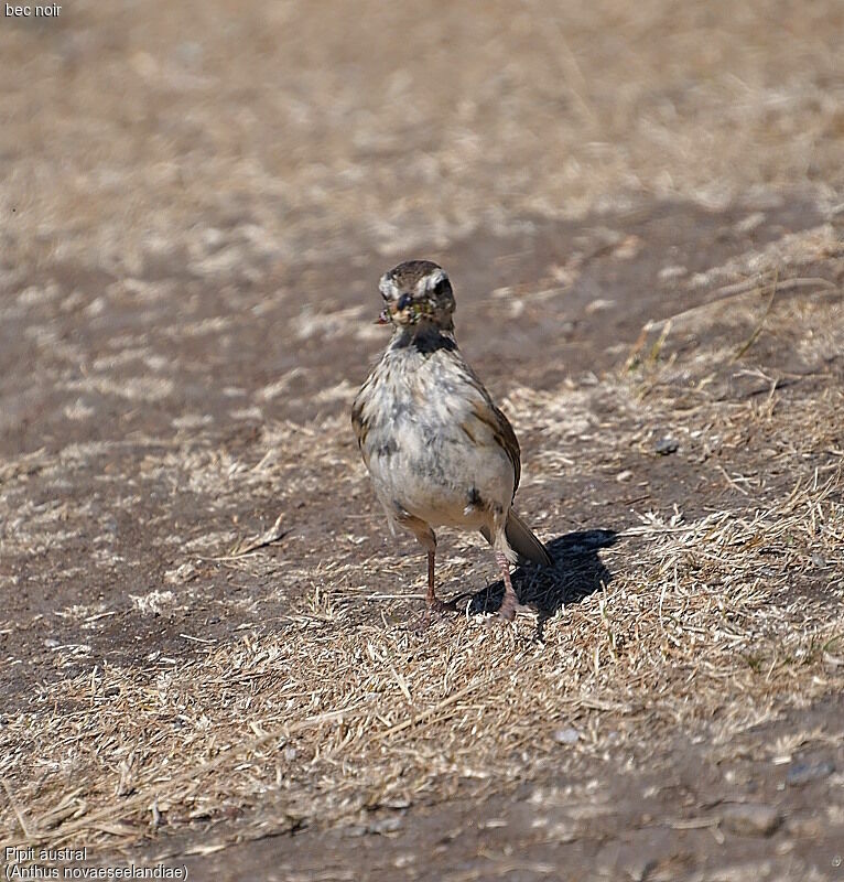 Pipit austral