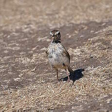 Pipit austral