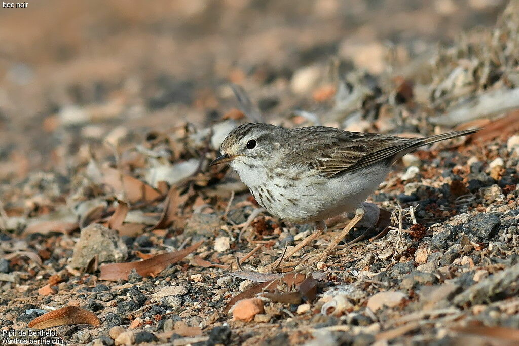 Pipit de Berthelot