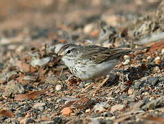 Berthelot's Pipit