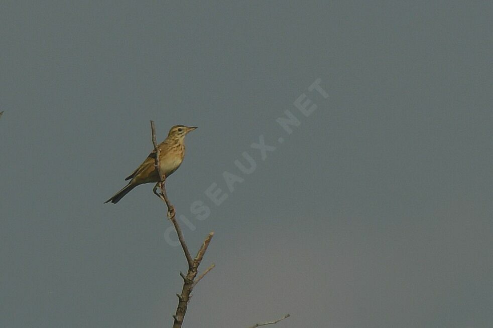 Richard's Pipit