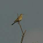 Pipit de Richard