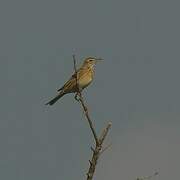 Richard's Pipit