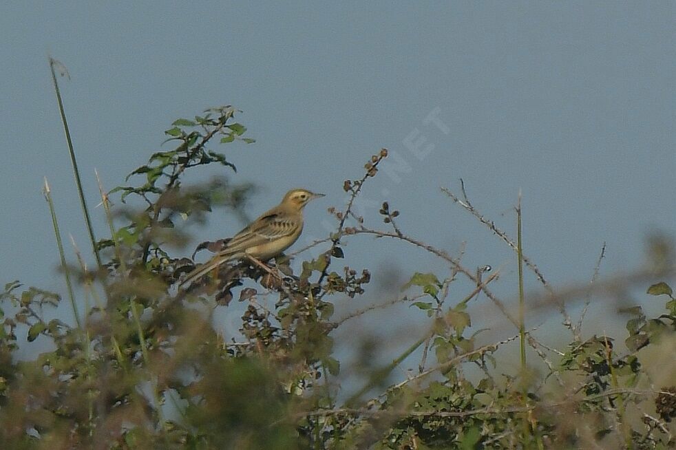 Richard's Pipit