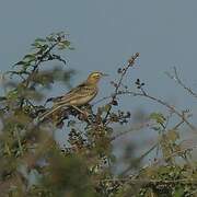 Richard's Pipit