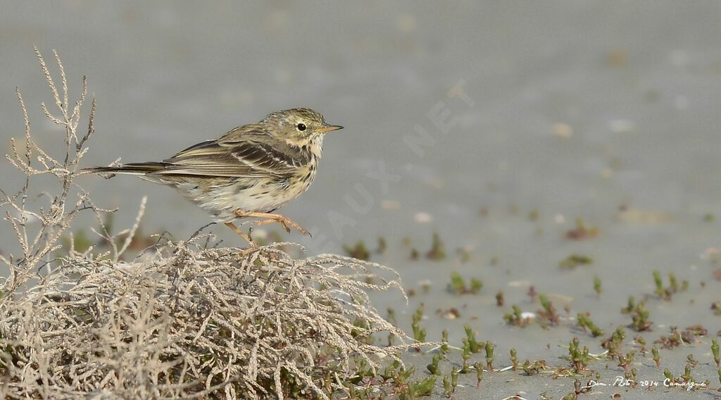 Pipit farlouse