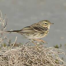 Pipit farlouse