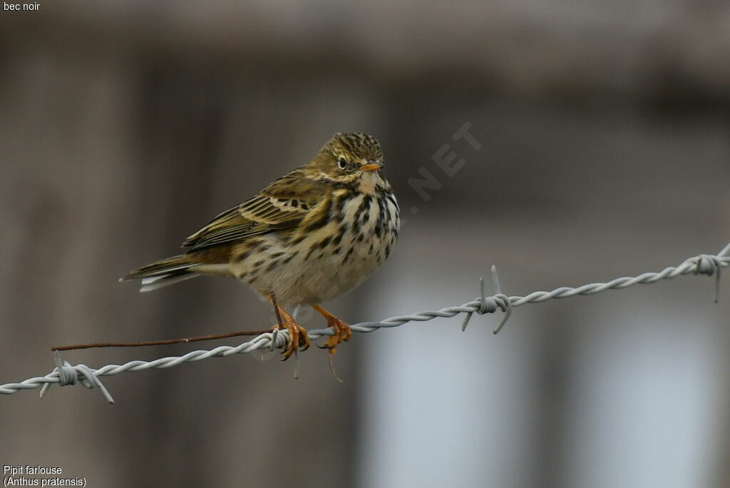 Meadow Pipit