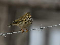 Pipit farlouse