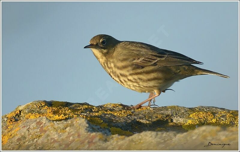 Eurasian Rock Pipit