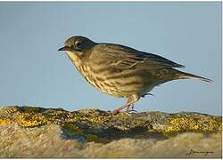 Eurasian Rock Pipit