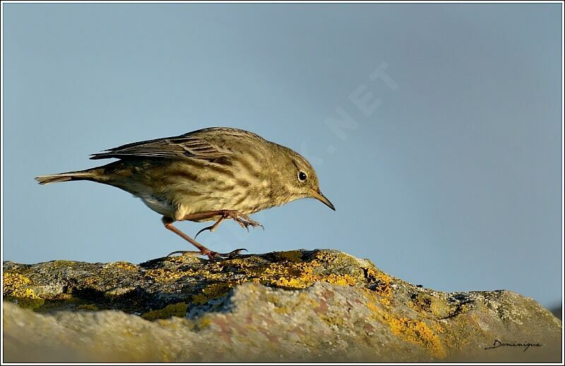 Eurasian Rock Pipit