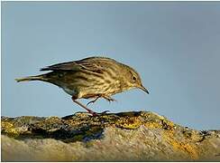 European Rock Pipit