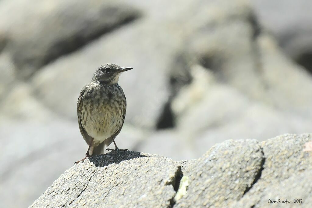 Eurasian Rock Pipit