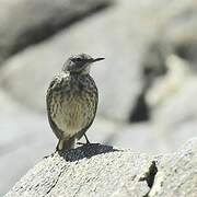 Eurasian Rock Pipit