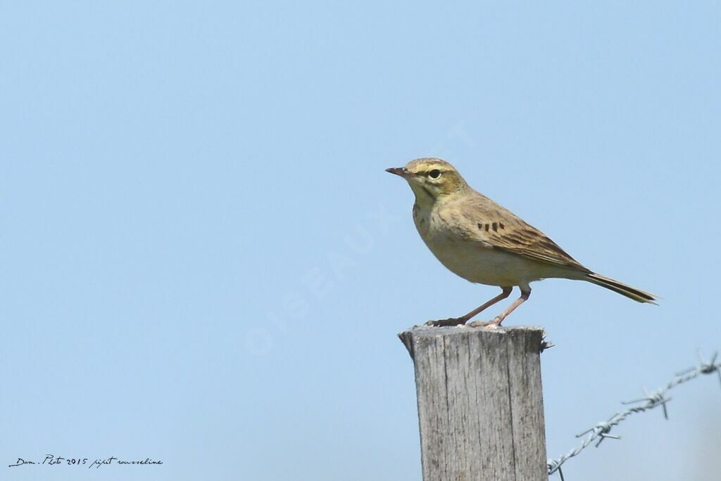 Tawny Pipit