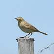 Pipit rousseline