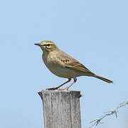 Tawny Pipit