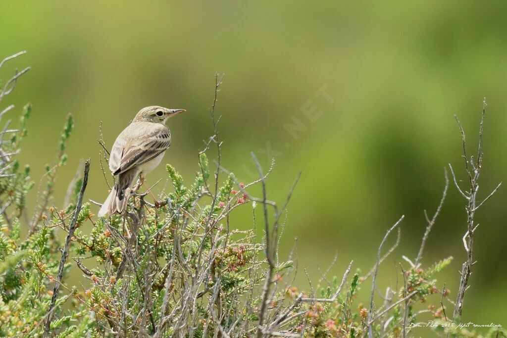 Pipit rousseline