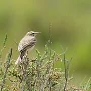 Tawny Pipit