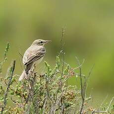 Pipit rousseline