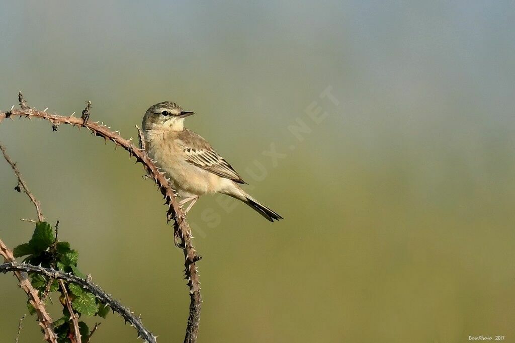 Pipit rousseline