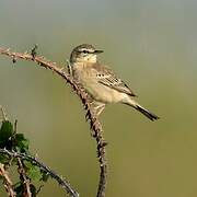 Tawny Pipit