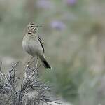 Pipit rousseline