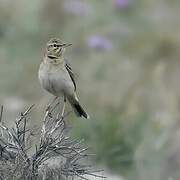 Tawny Pipit